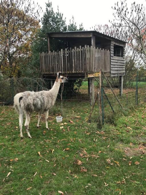 La Fermette Aux Lamas Savigny-Lévescault Eksteriør bilde